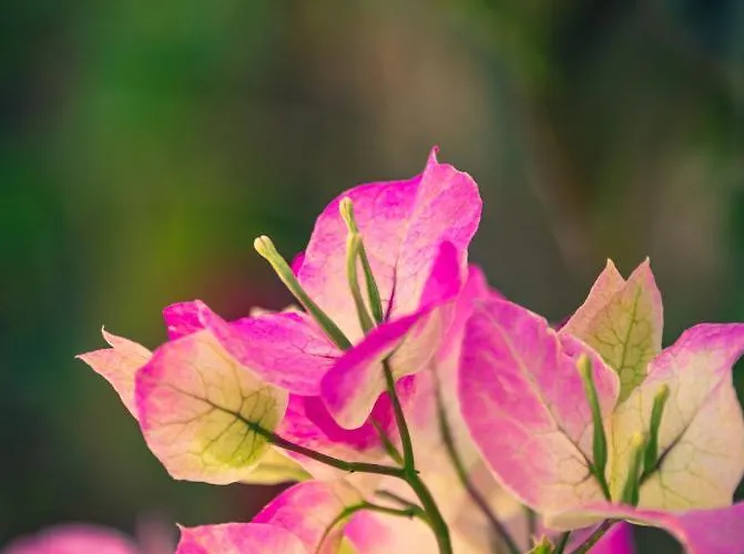 Cohen Smart House * Taormina